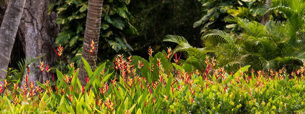 Tropical Flowers Dorado Puerto Rico